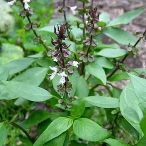 List 102+ Pictures Pictures Of Holy Basil Latest