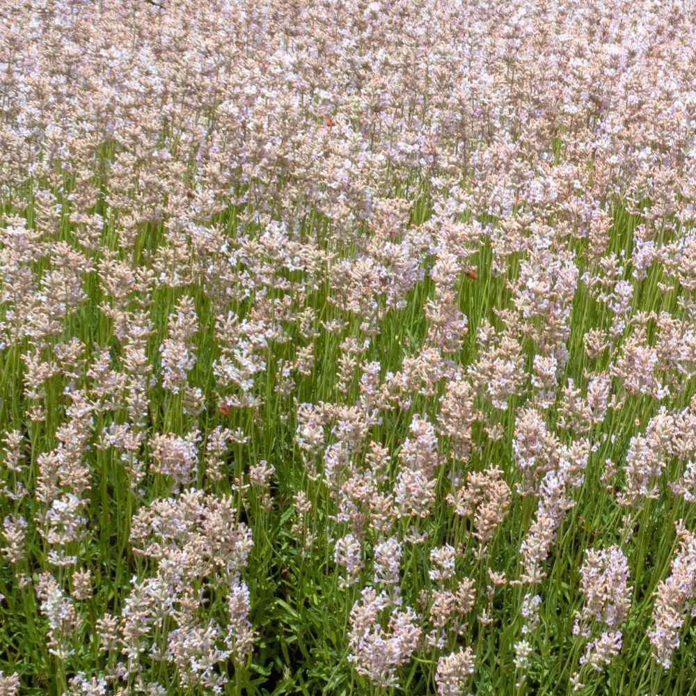 Lavender Seed - Lavandula Angustifolia Rosea Herb Seeds