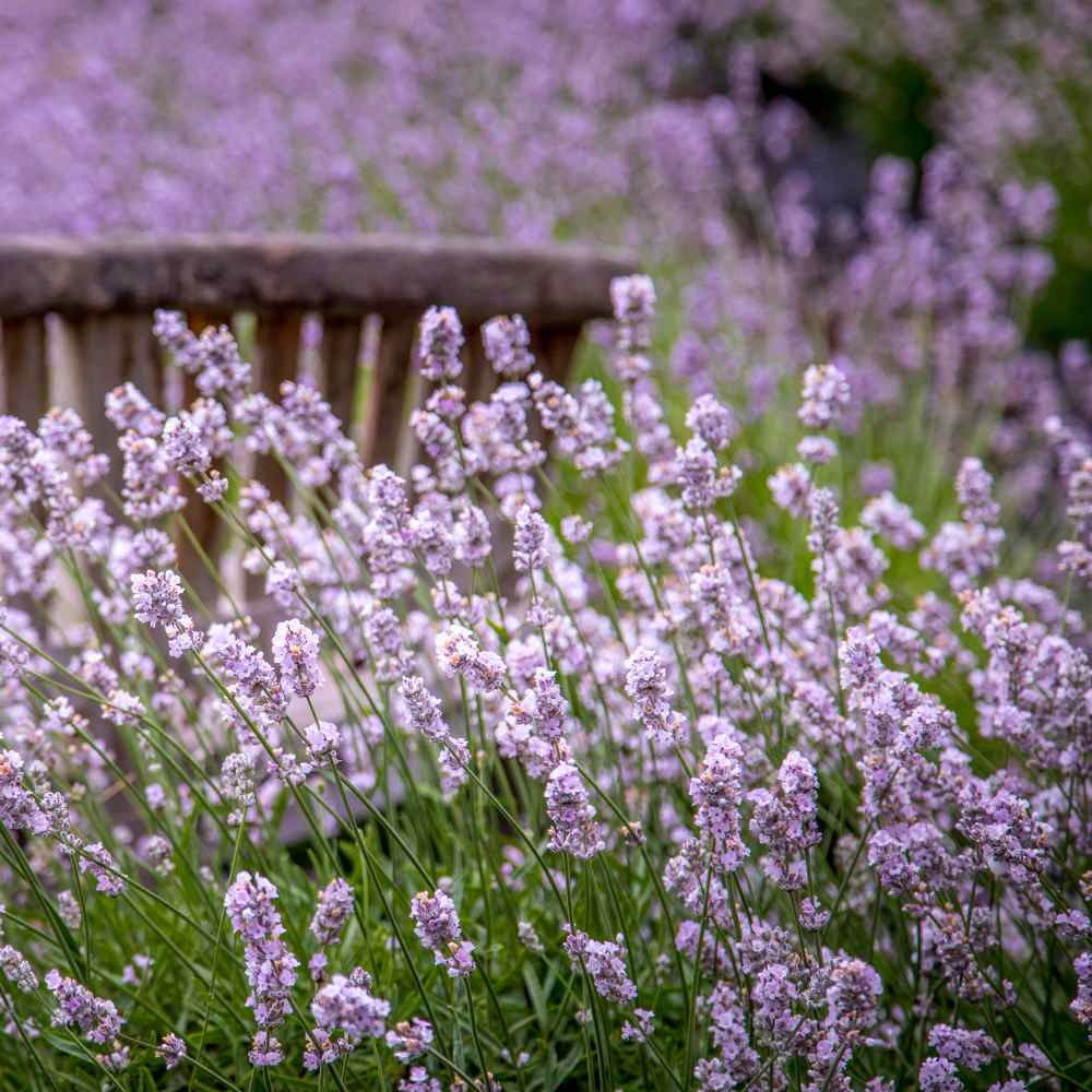 Lavender Seed - Lavandula Angustifolia Rosea Herb Seeds