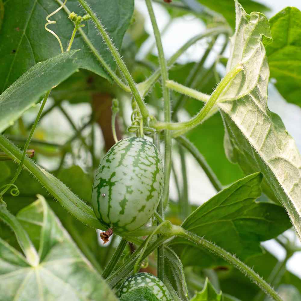 Cucamelon/Mouse Melon Seeds - (Melothria scabra)