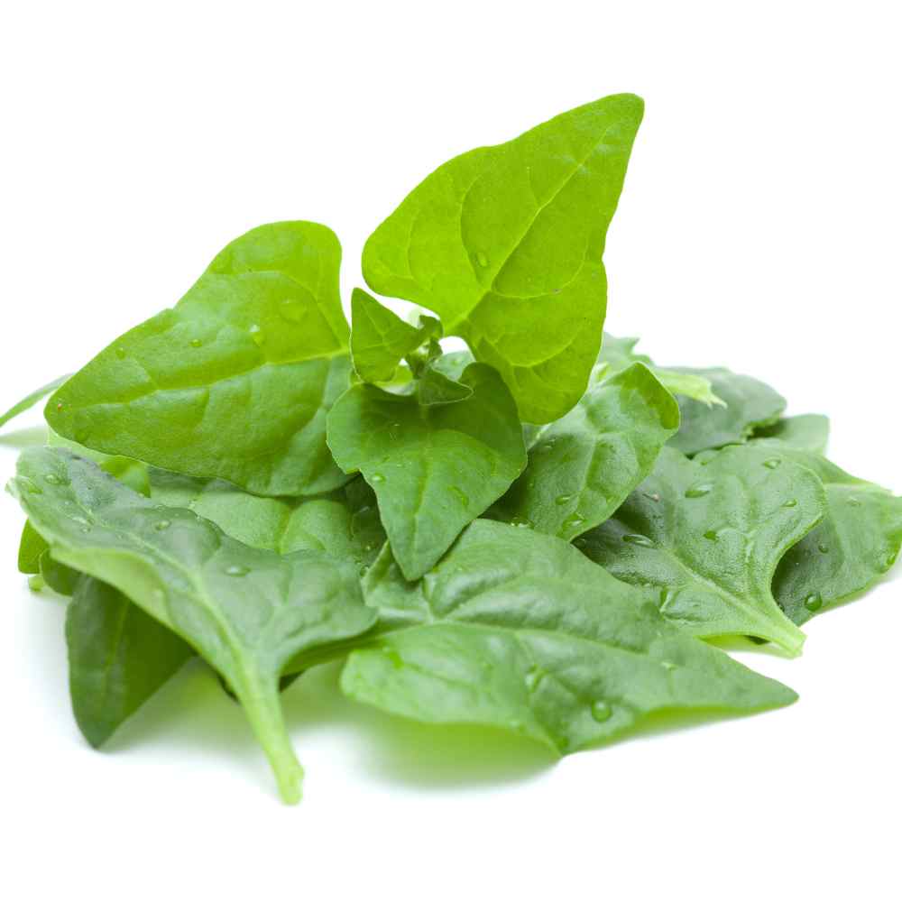 New Zealand Spinach Seeds - Everlasting Spinach Herb Seed