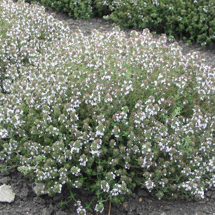 Orange Thyme - Thyme Seed