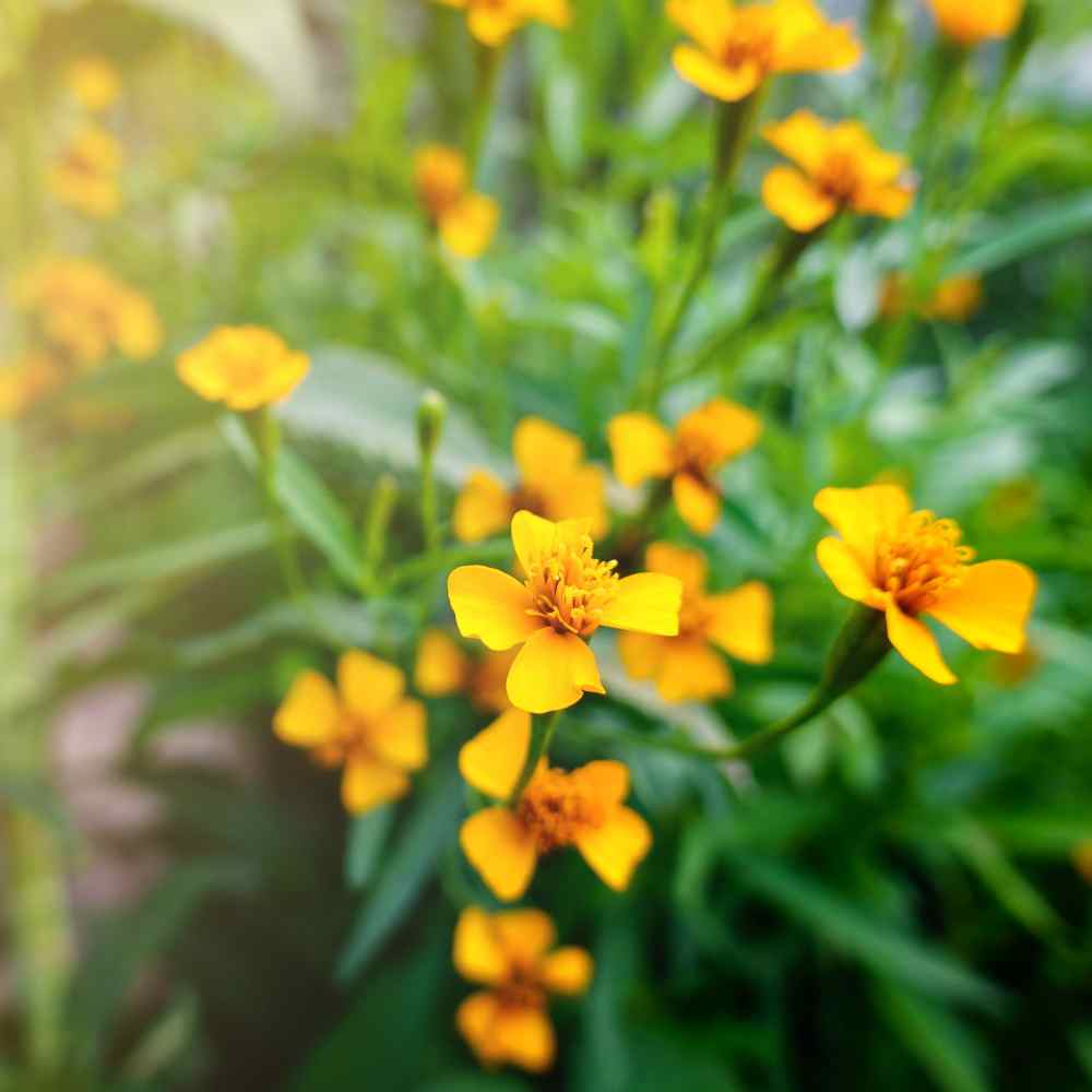 tarragon flower