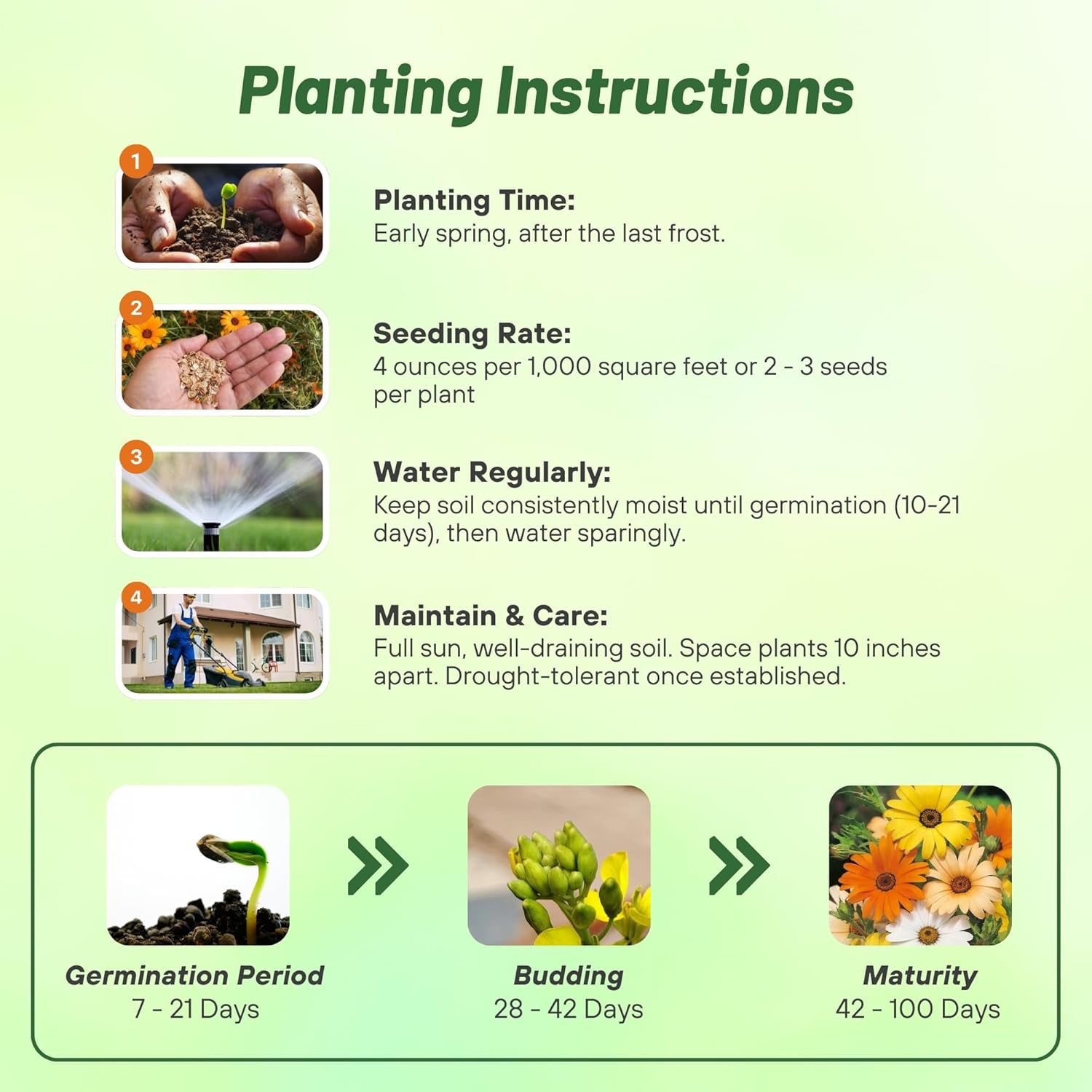 African Daisy Mix Planting Directions