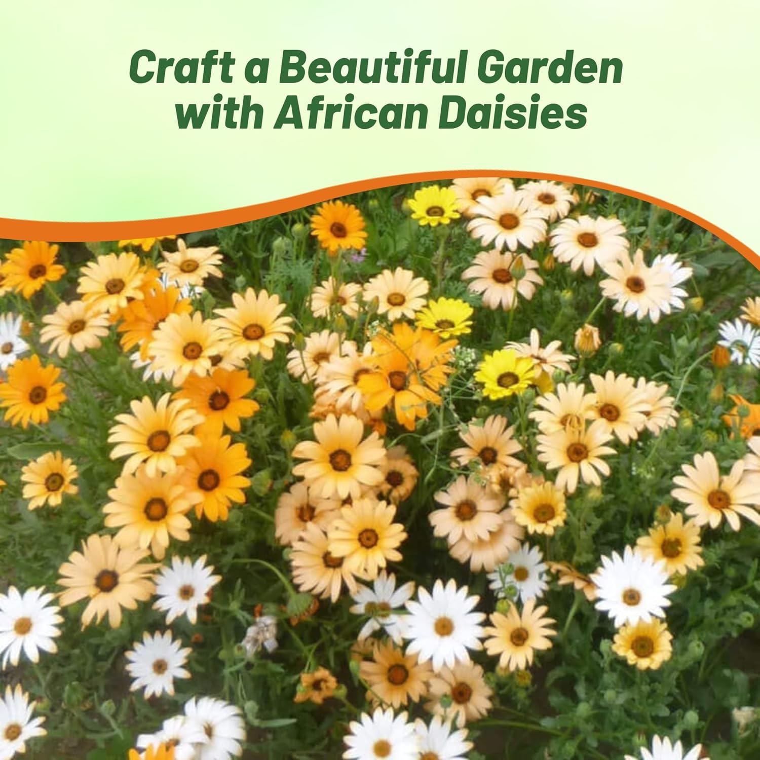 African Daisy Flower Garden Mix