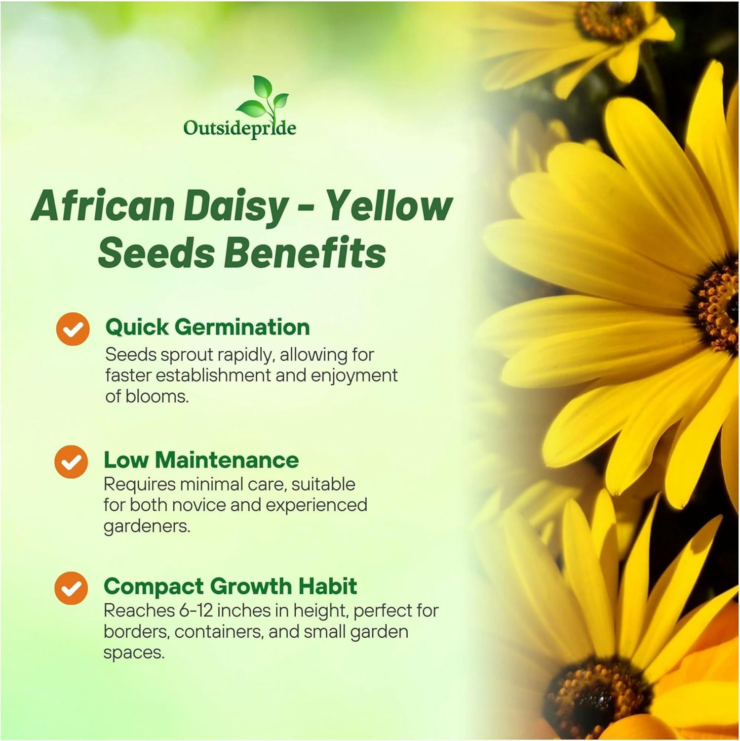 African Daisy Yellow Seeds