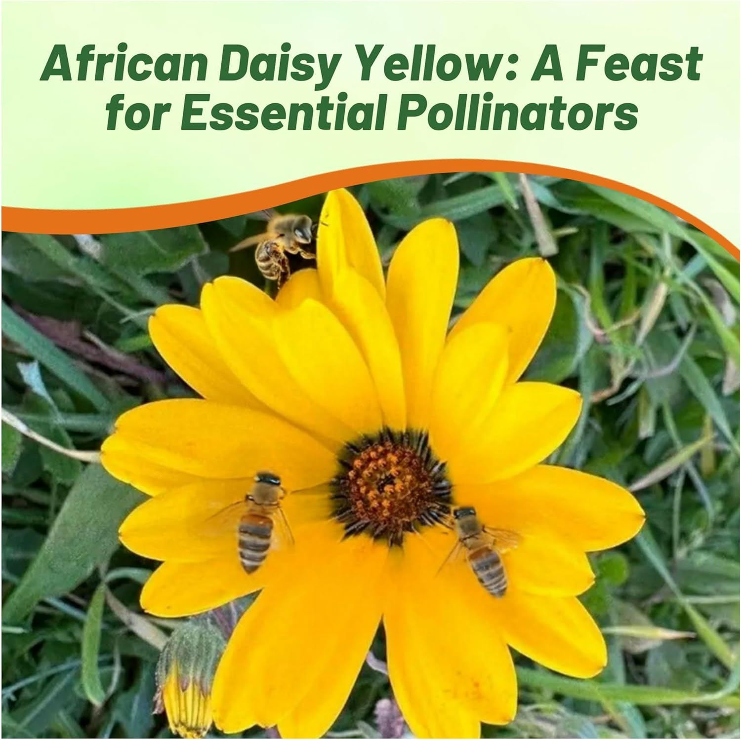 African Daisy Yellow Flower Seeds