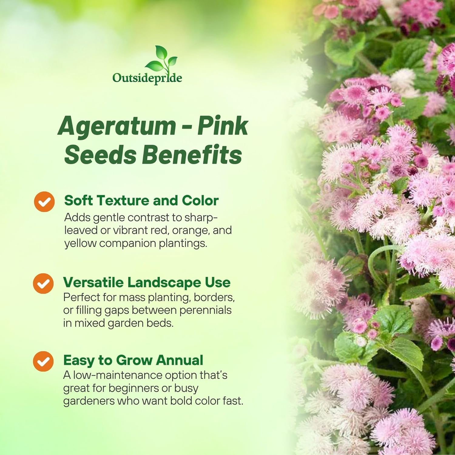 Ageratum Pink Flower Garden