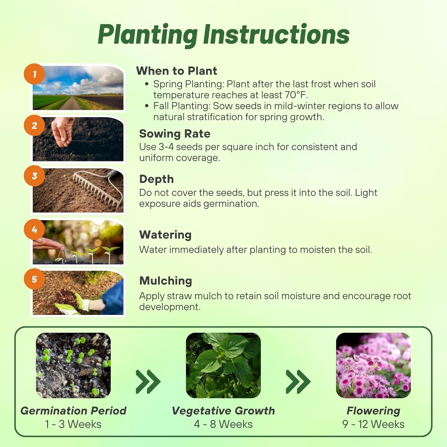 Ageratum Pink Planting Directions