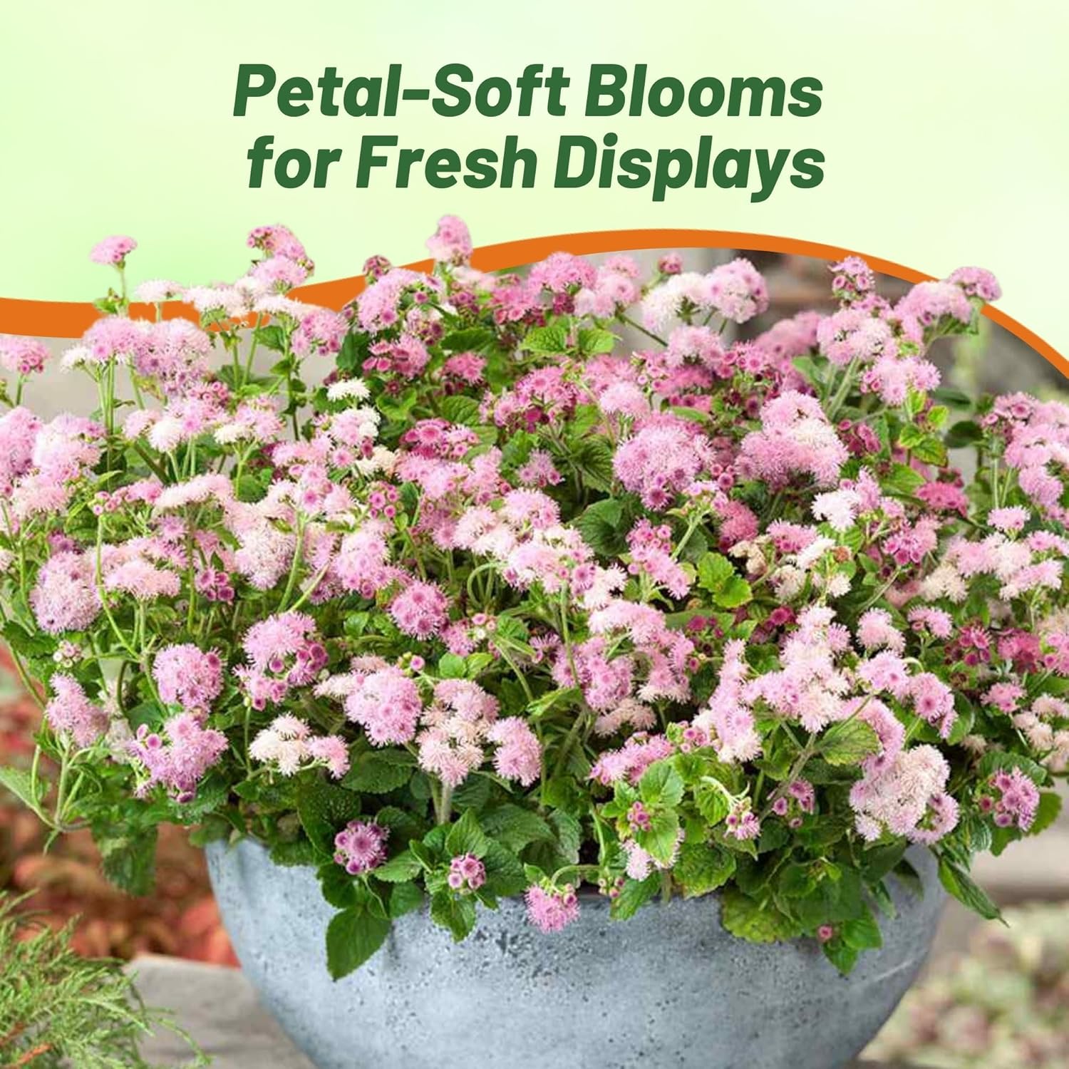Ageratum Pink Container Plants