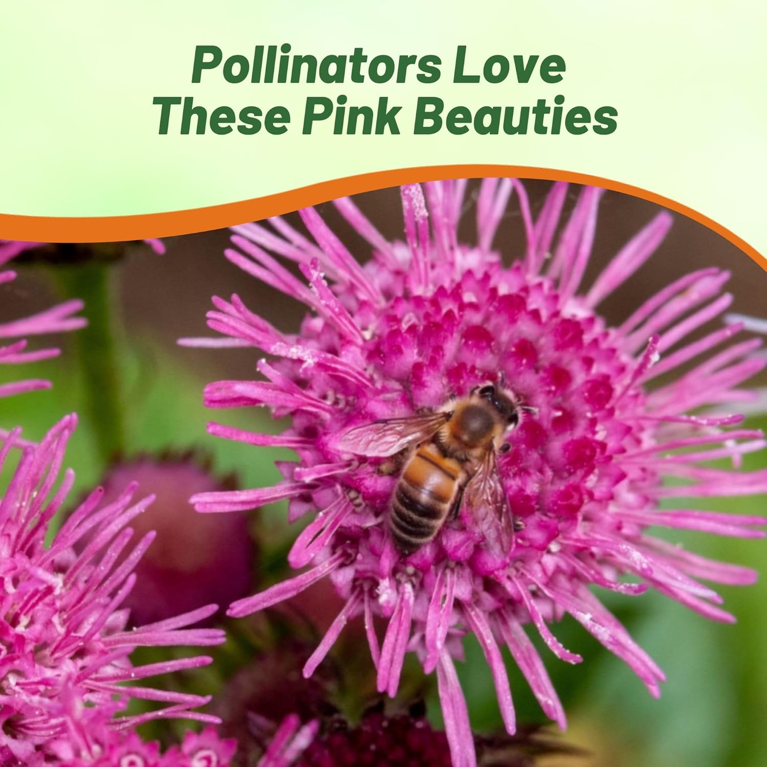 Ageratum Pink Pollinating Flowers For Bees and Butterflies