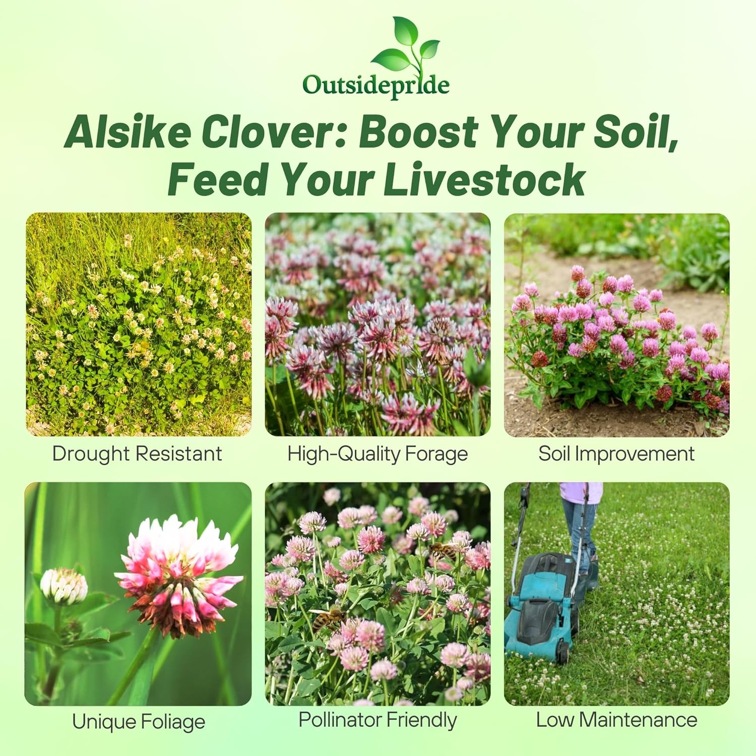 Alsike Clover For Sale