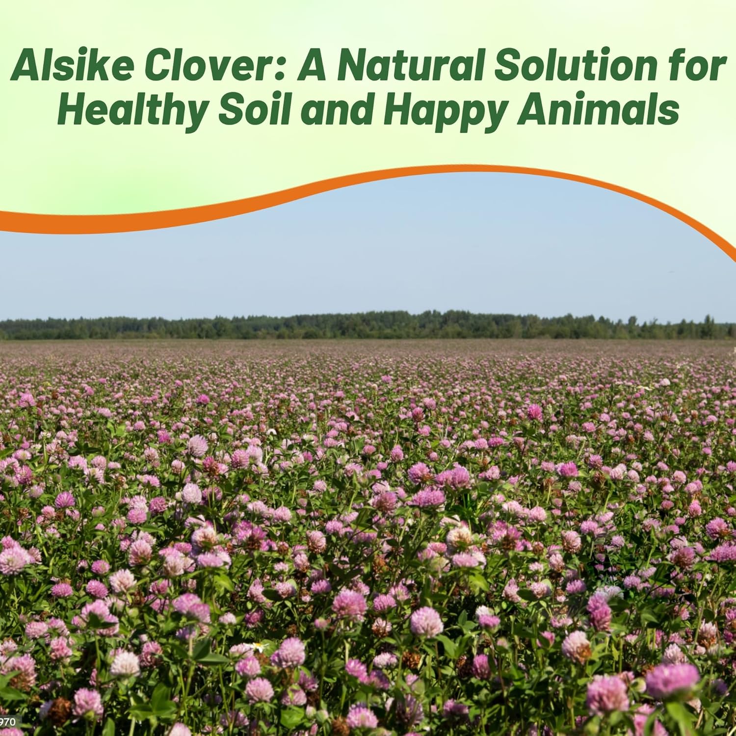 Alsike Clover Animal Feed