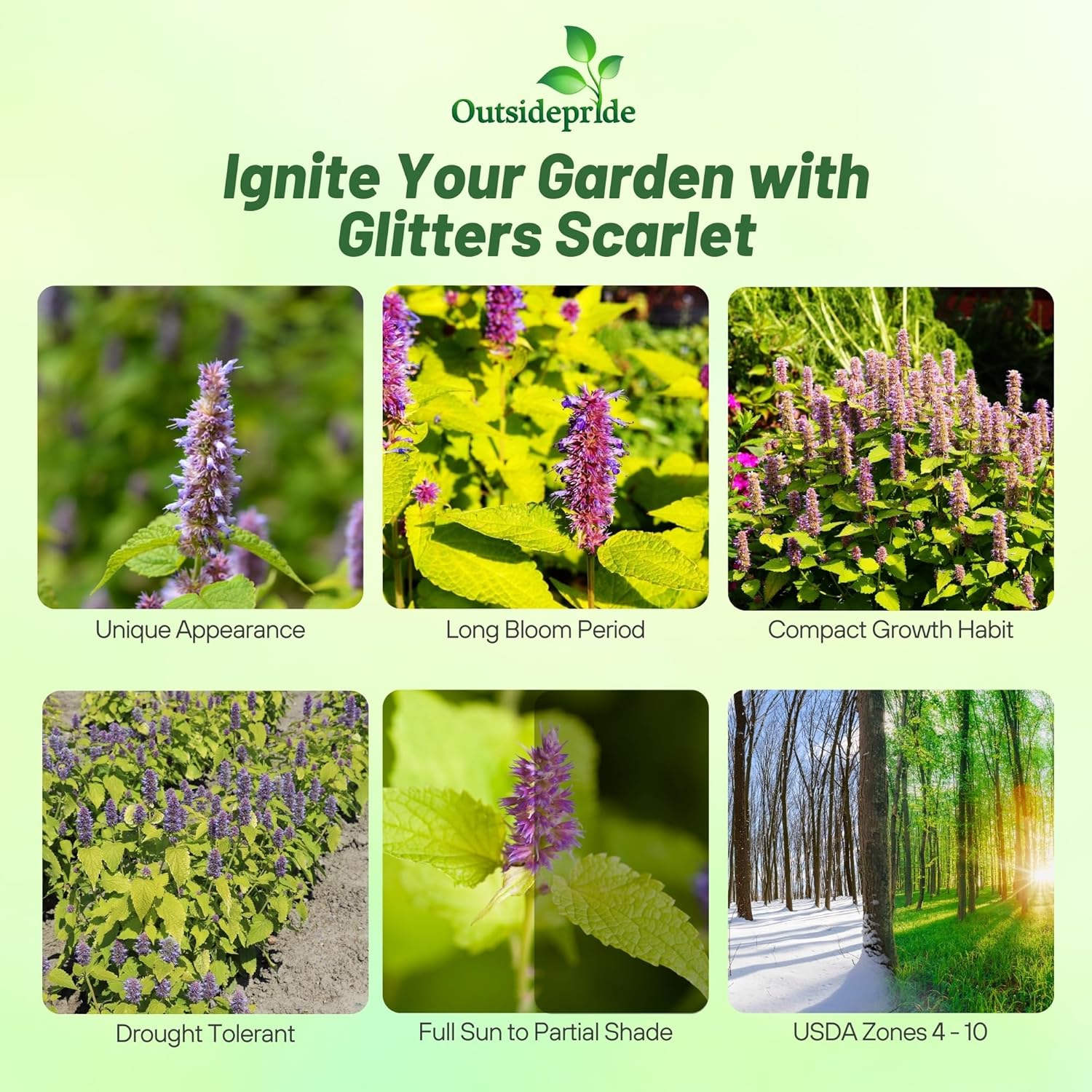 Agastache Golden Jubilee Planting Directions