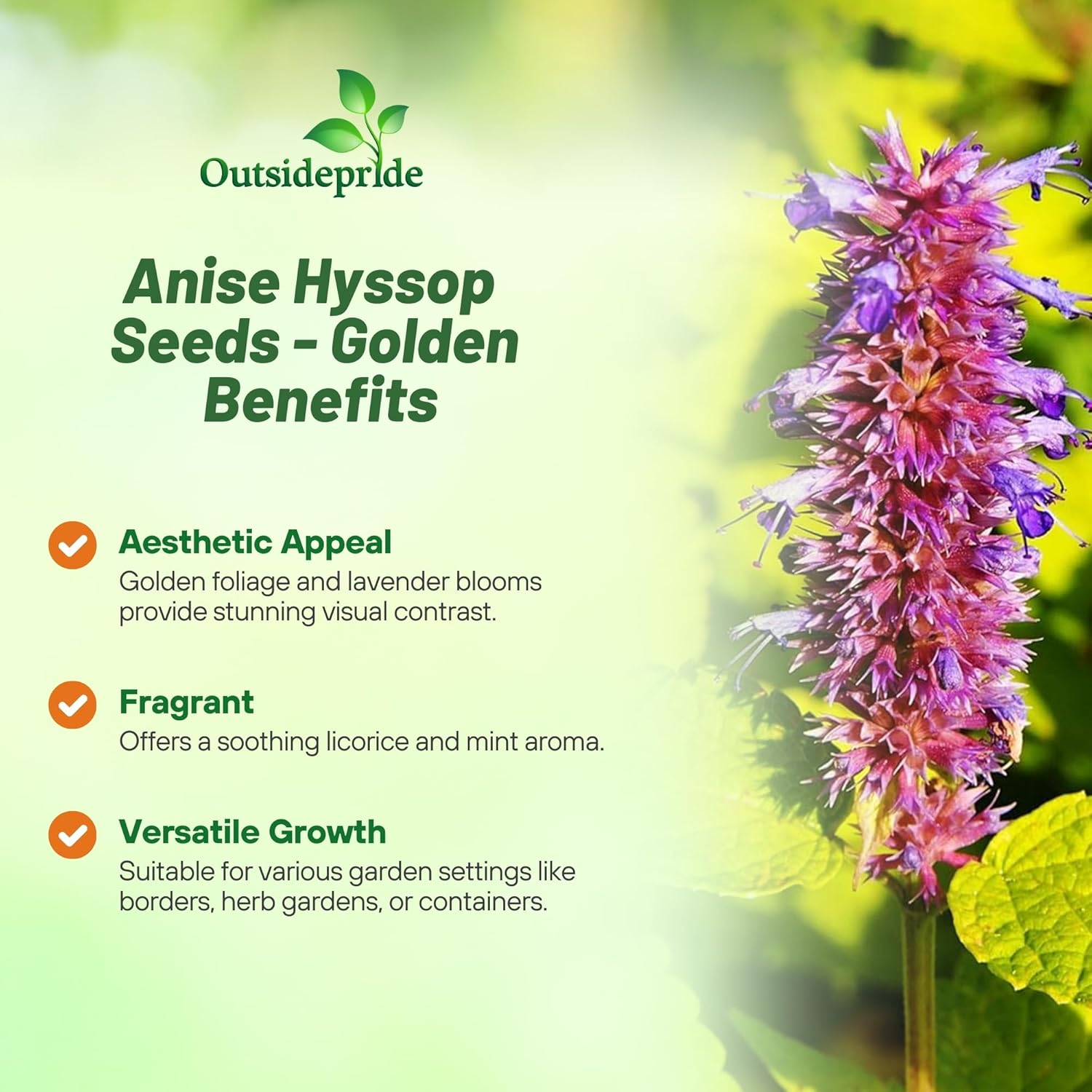 Agastache Golden Jubilee Drought Tolerance