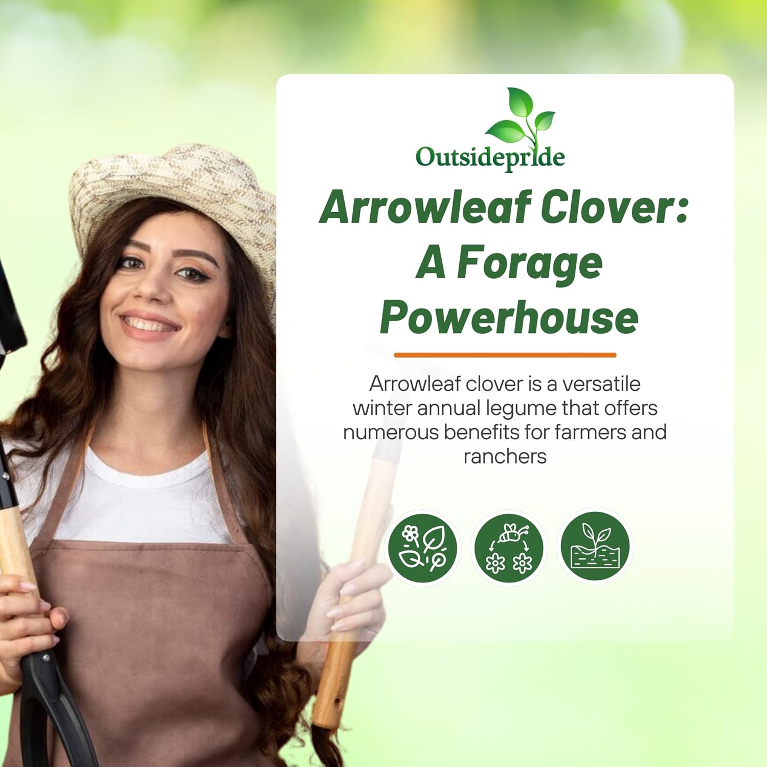 Arrowleaf Clover Animal Feed