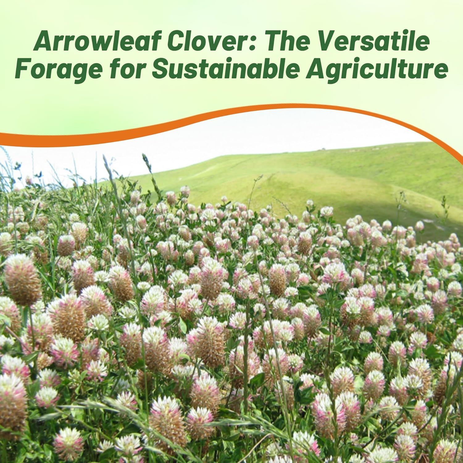 Arrowleaf Clover Cover Crop