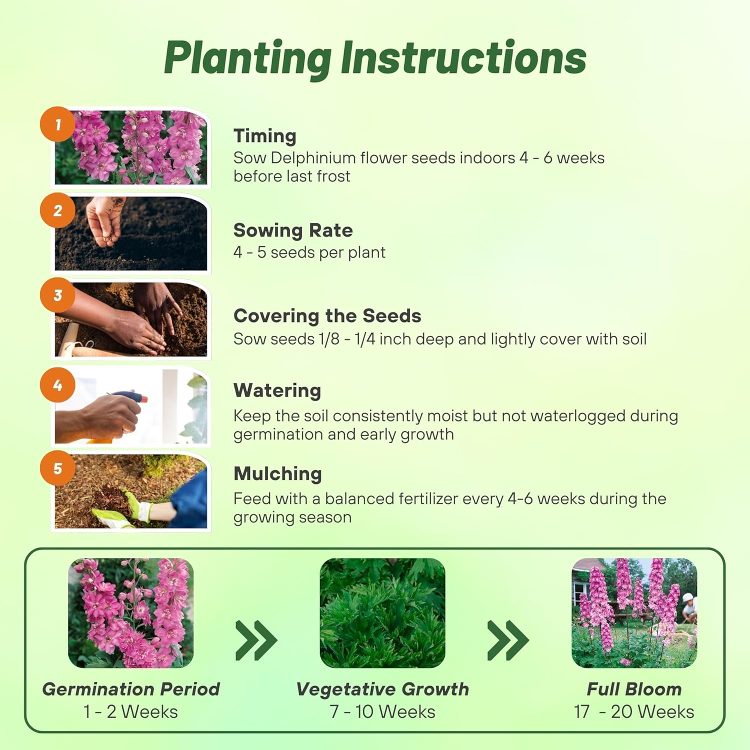 Delphinium Astolat Planting Directions