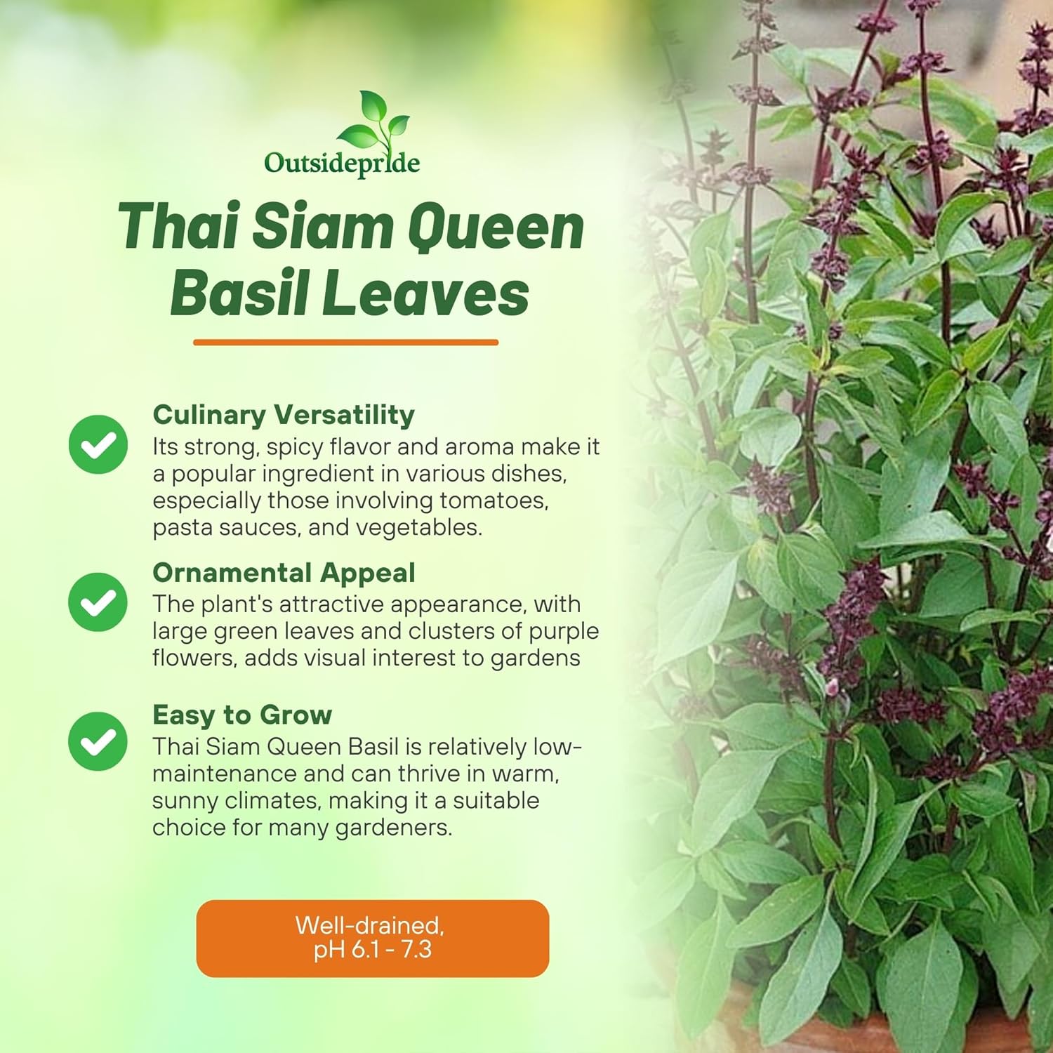 Basil Thai Siam Culinary Herb