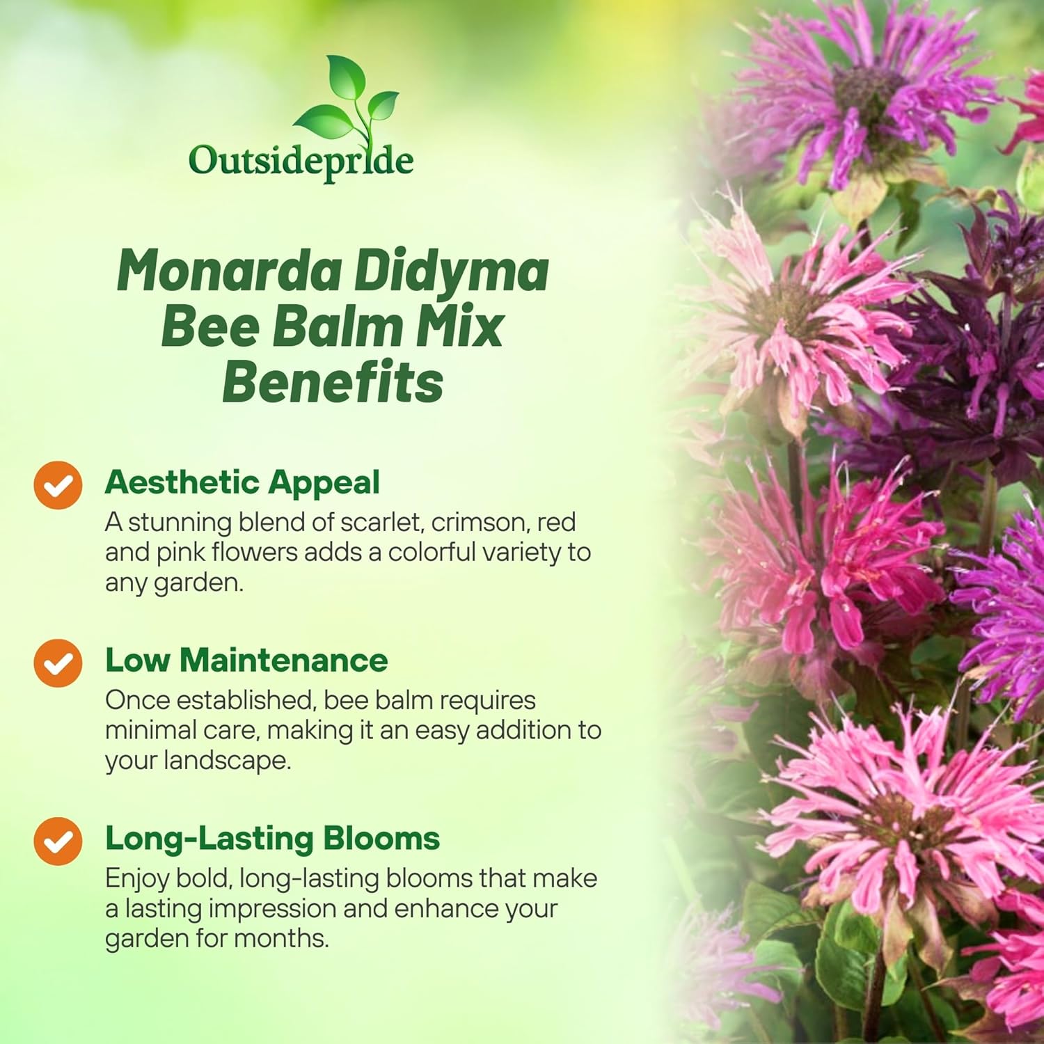 Monarda Didyma Mix