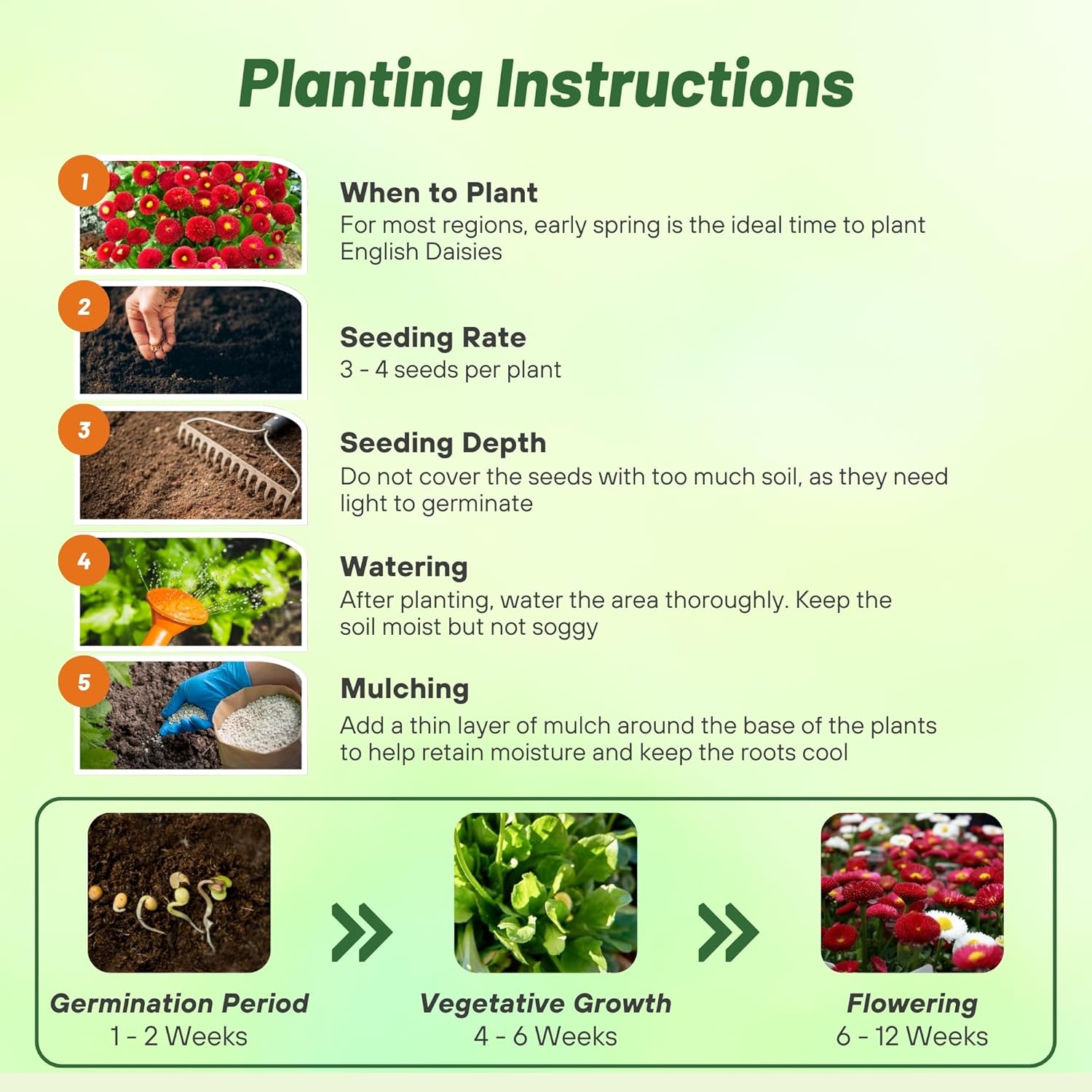 Bellis Perennis Red Planting Directions