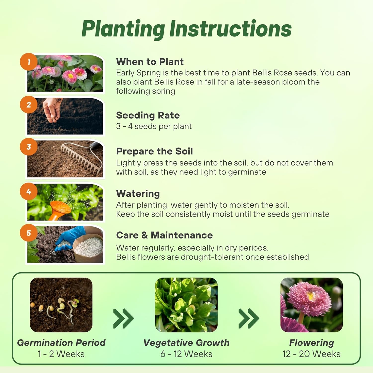 Bellis Perennis Rose Planting Directions