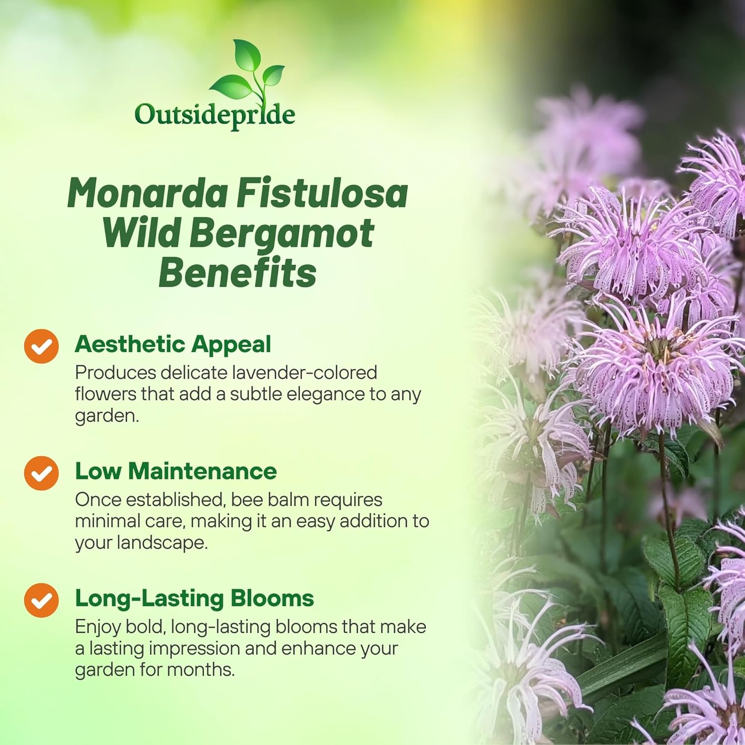 Wild Bergamot Flower Seed