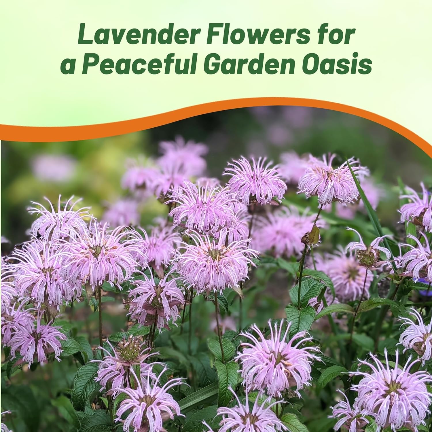 Mintleaf Bee Balm Flower Garden