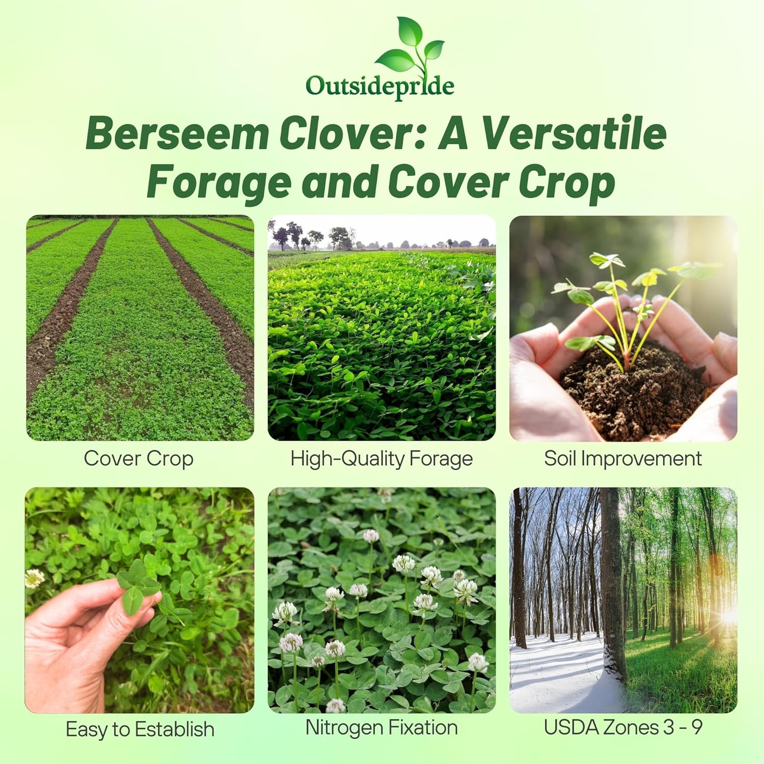 Berseem Clover Seeds