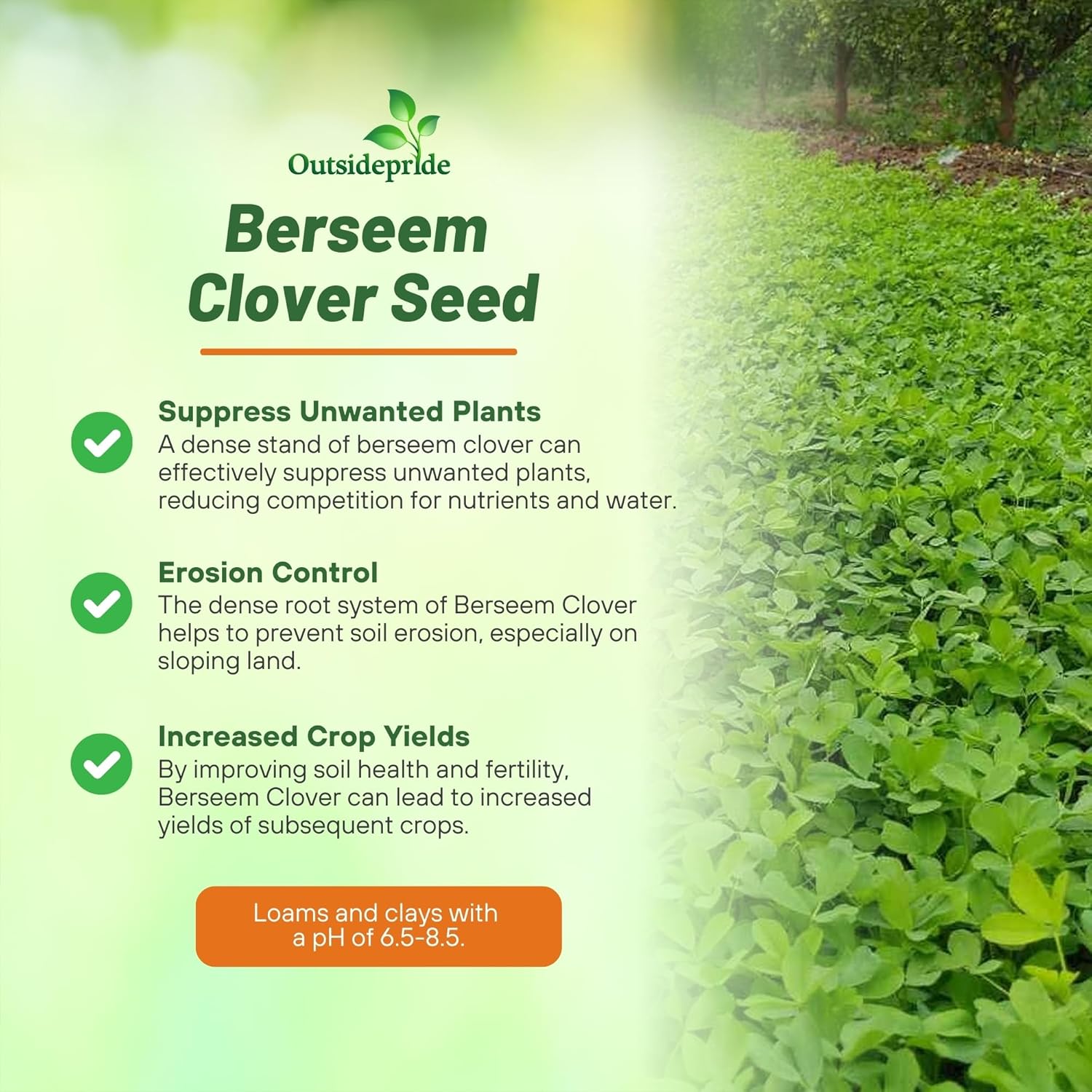 Berseem Clover Planting Directions