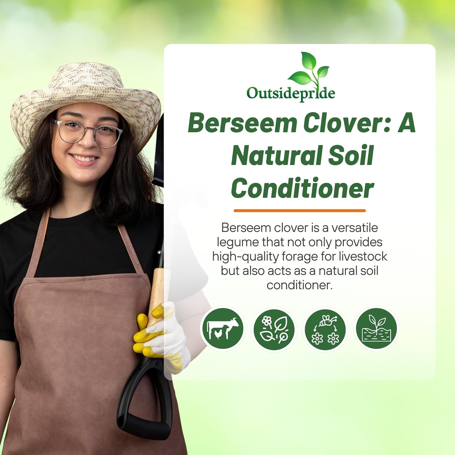 Berseem Coated Clover eeds