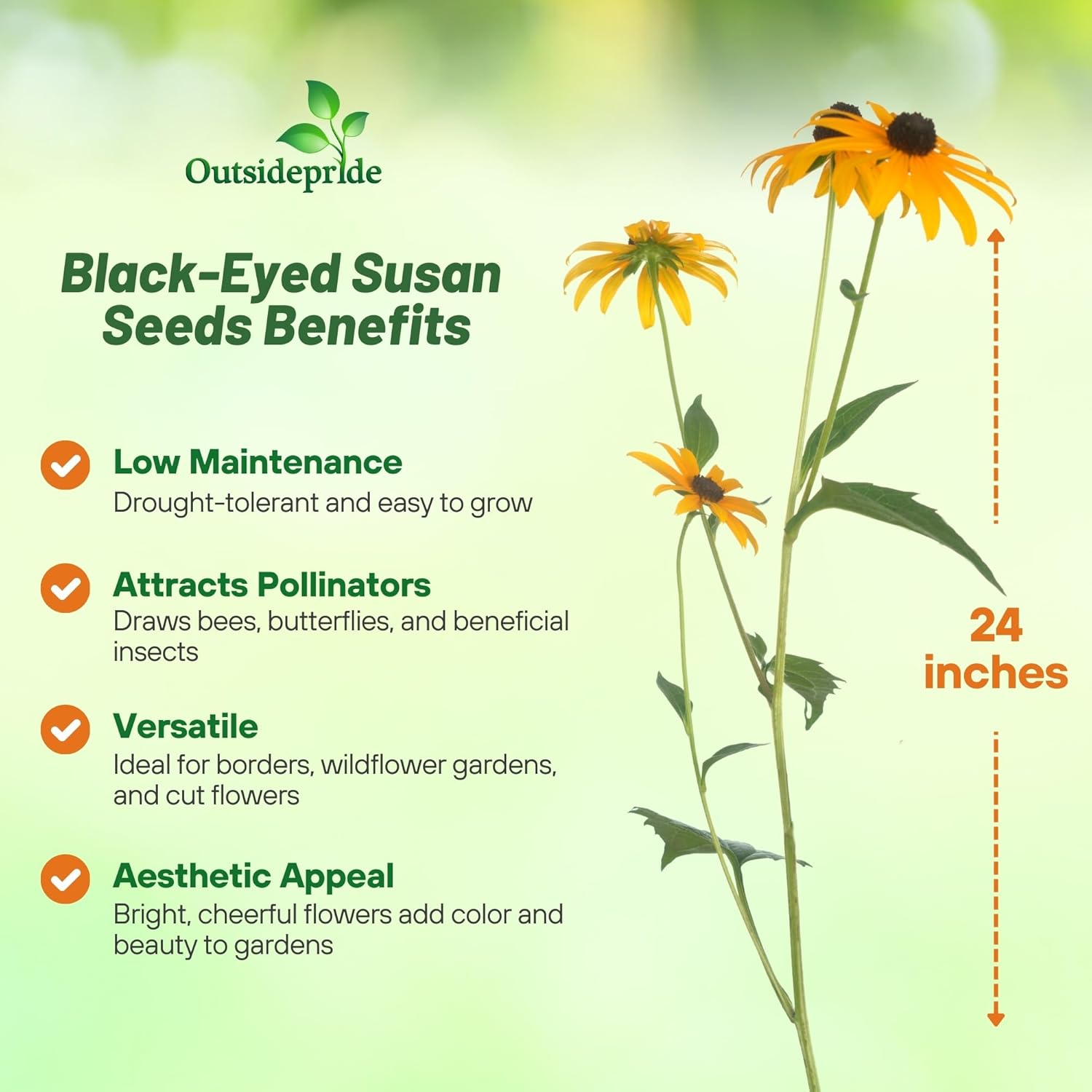 Black-Eyed Susan Planting Directions