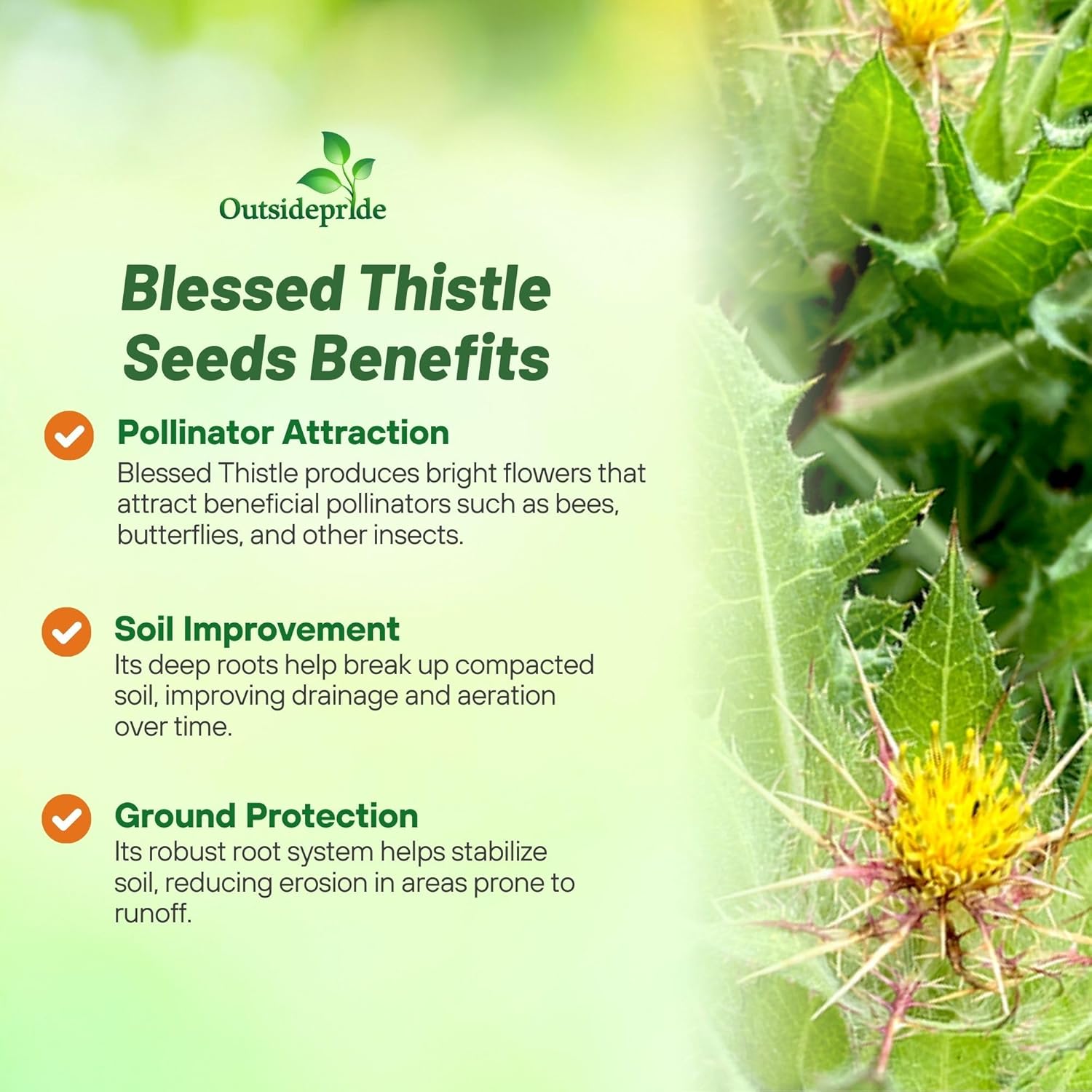 Blessed Thistle Herbs Seed