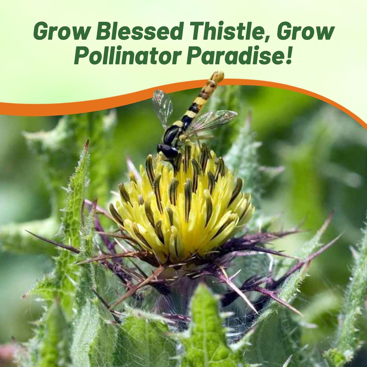 Blessed Thistle Herb Garden