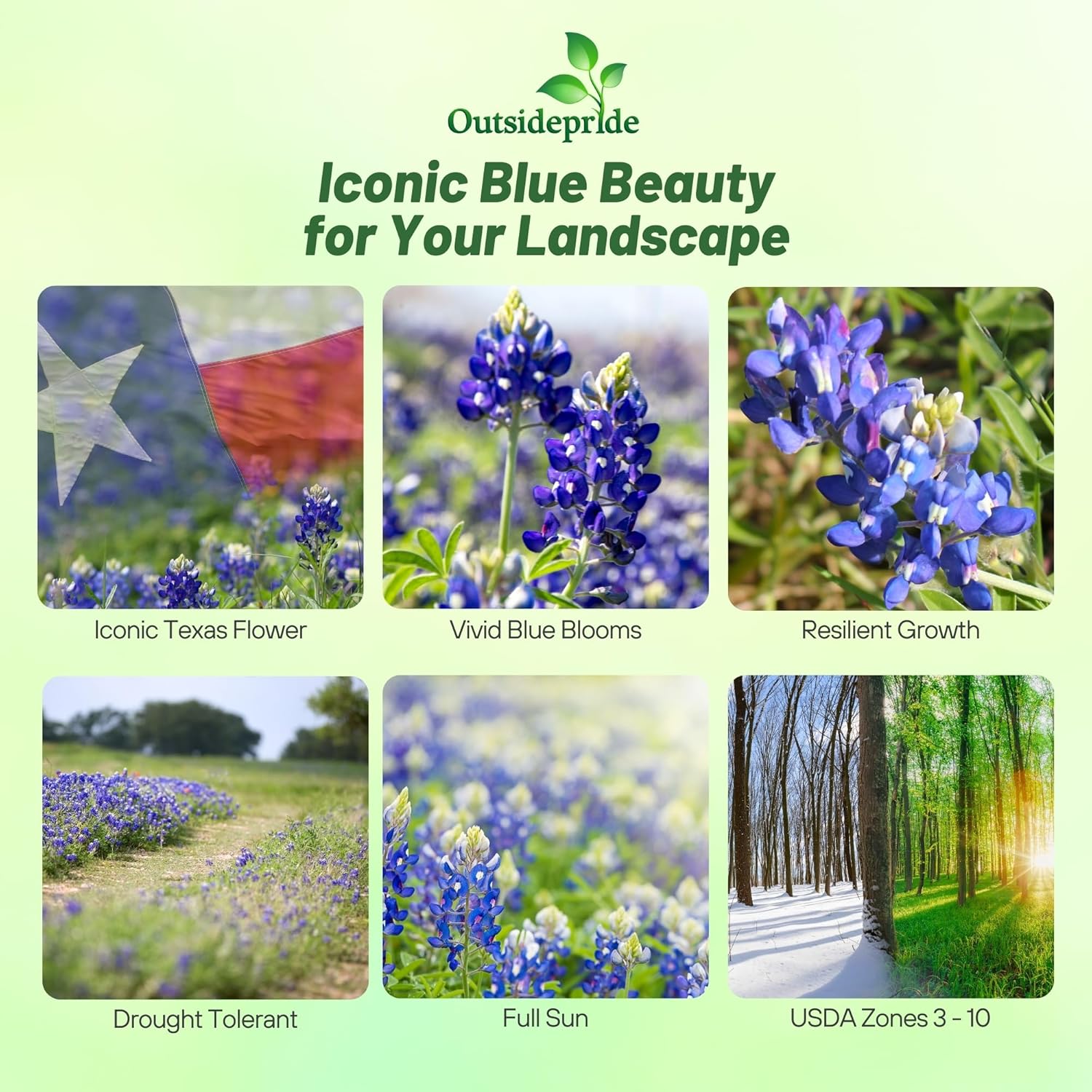 Perennial Texas Bluebonnet Wildflowers