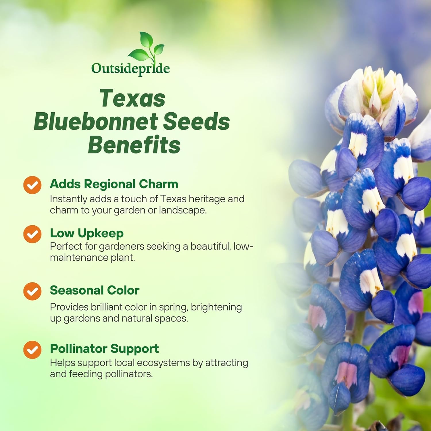 Perennial Texas Bluebonnet Wildflower Planting Directions