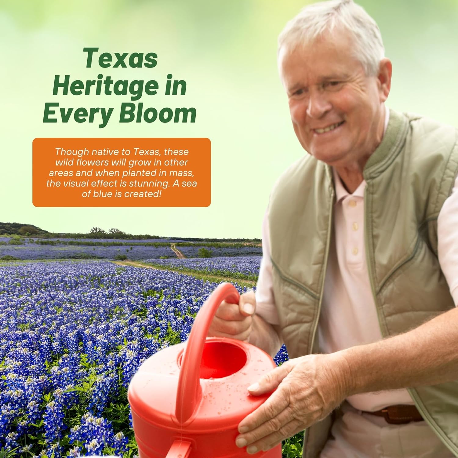 Perennial Texas Bluebonnet Wildflowers