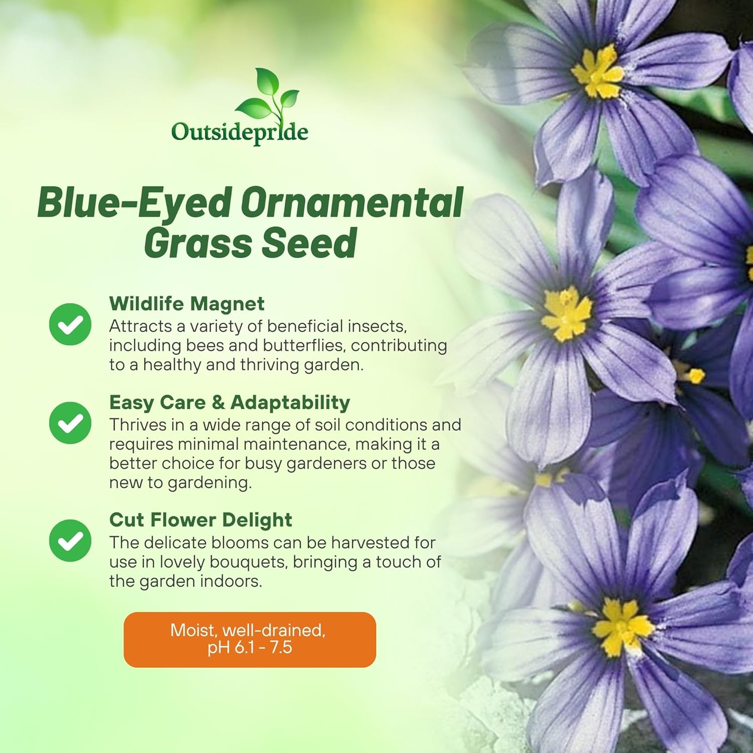 Blue-eyed Grass Seed