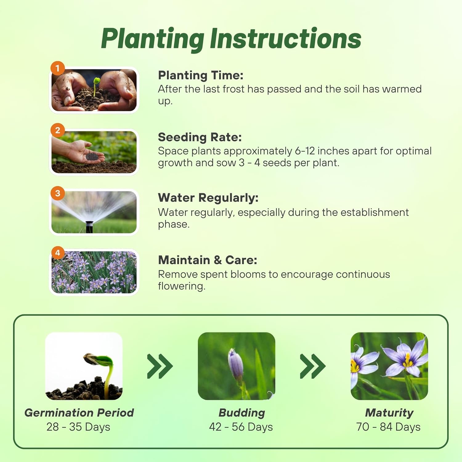 Sisyrinchium Bellum Planting Directions