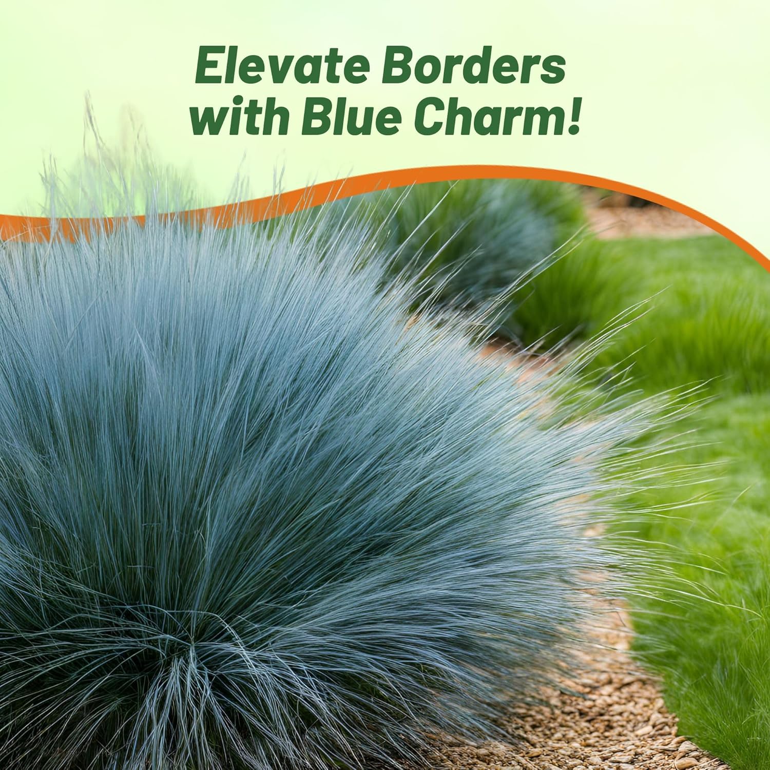 Blue Fescue Ornamental Grass