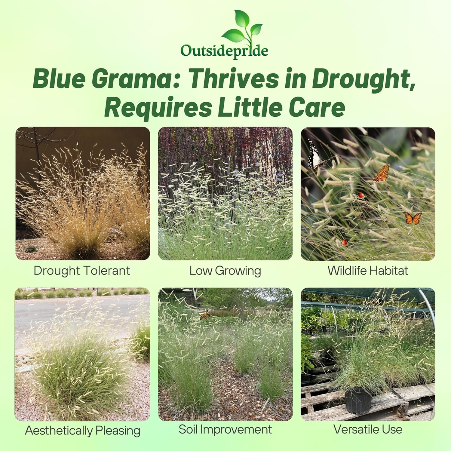 Blue Grama Drought Tolerant Grass