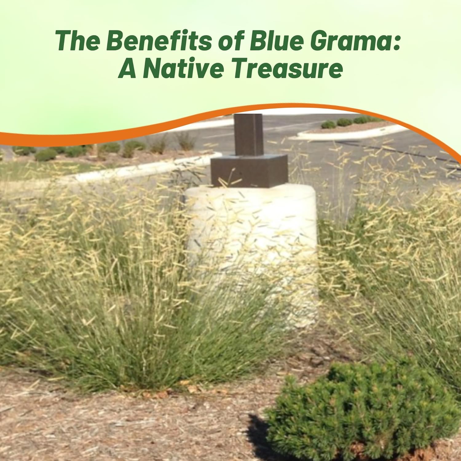 Blue Grama Heat Tolerant Grass