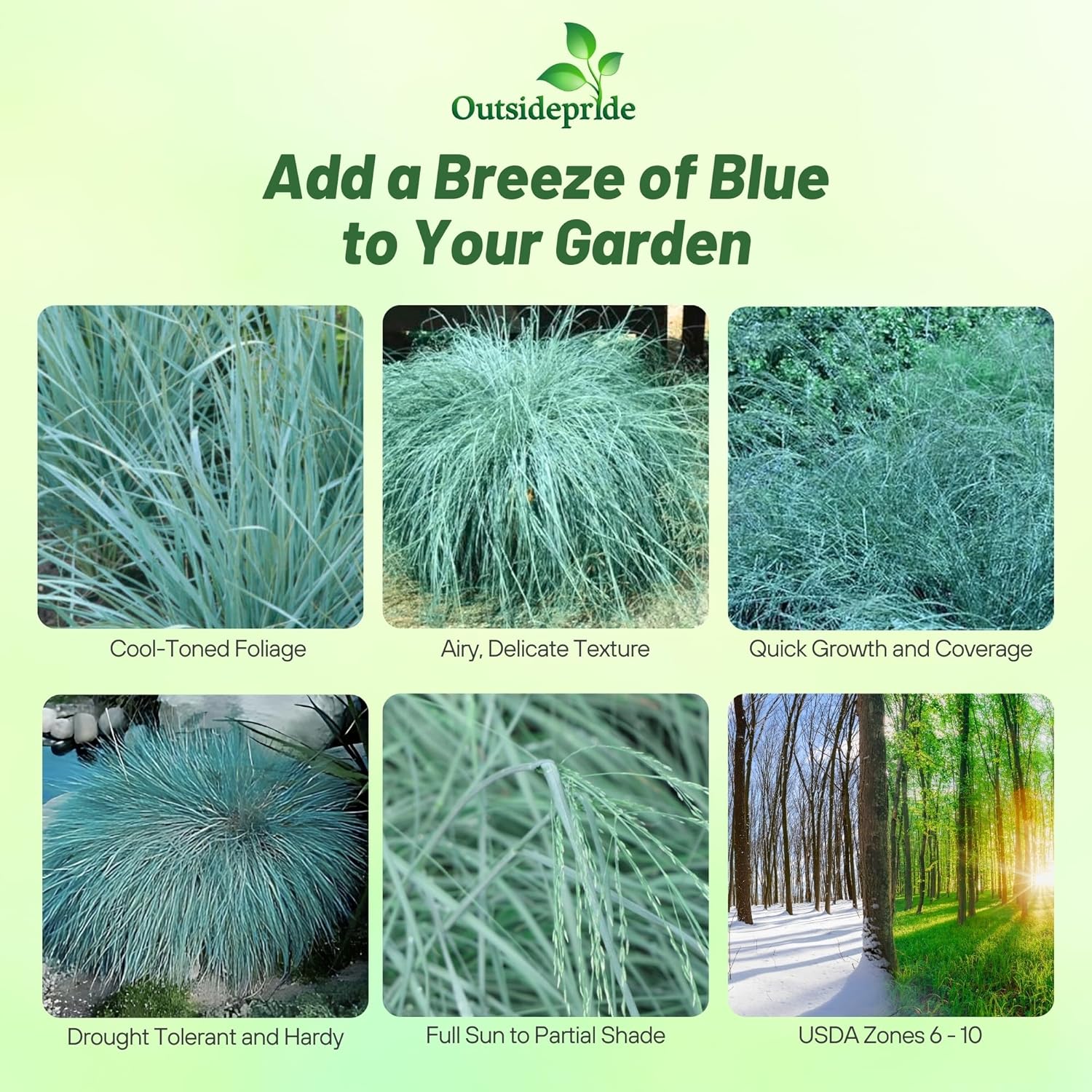 Blue Lovegrass Seeds