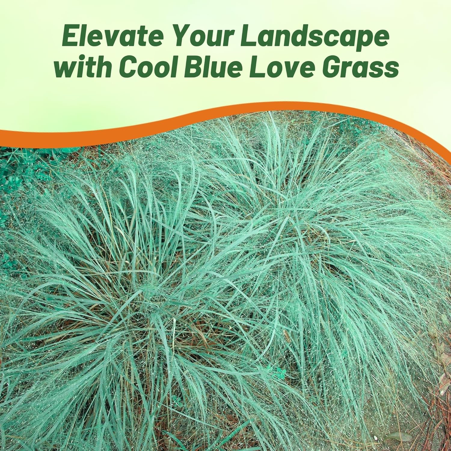 Love Grass Blue Ornamental Grass