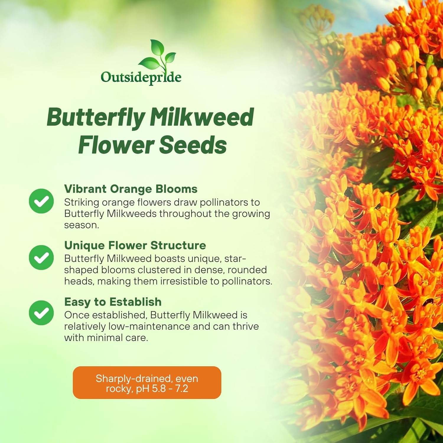 Asclepias Tuberosa Butterfly Weed