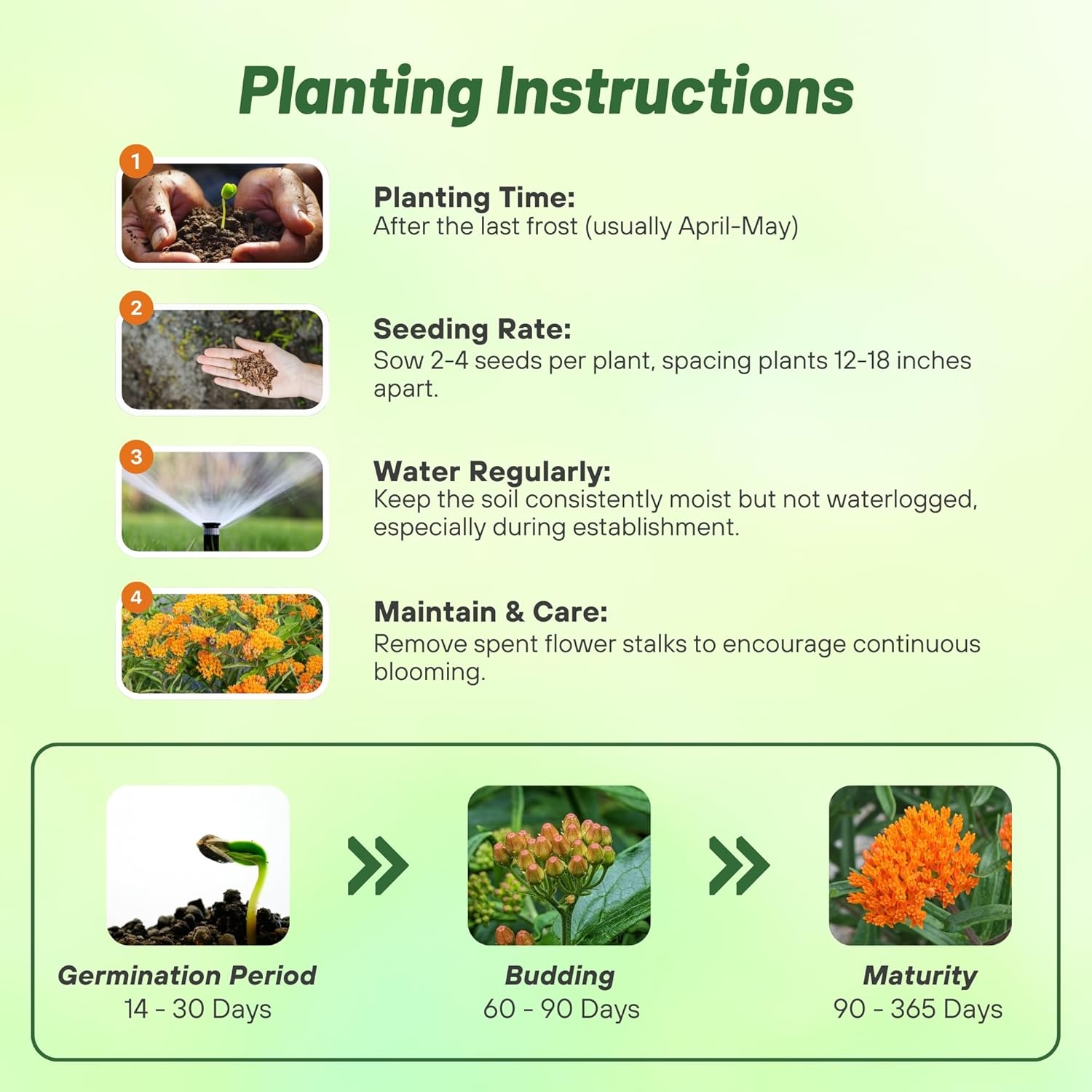 Butterfly Milkweed Orange Planting Directions