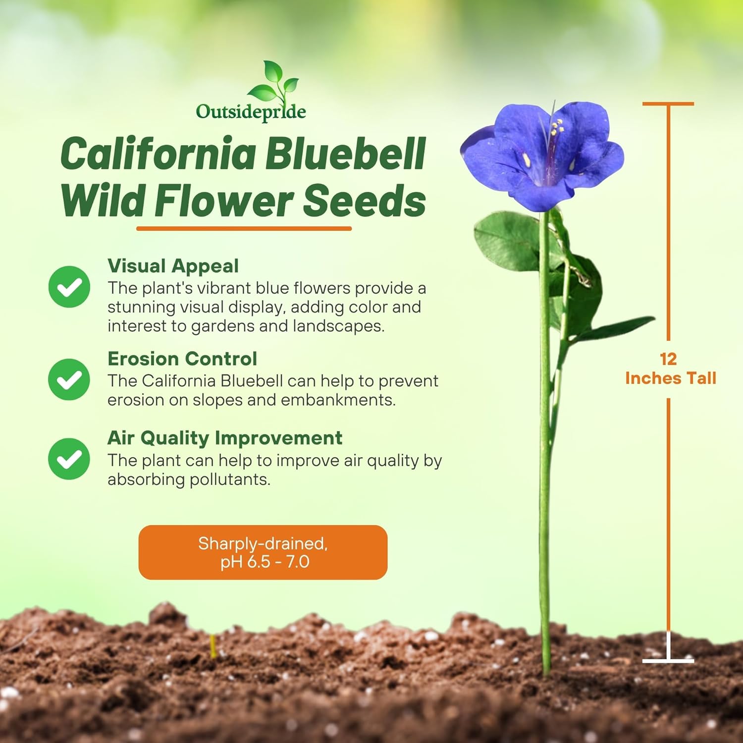 California Bluebell Planting Directions