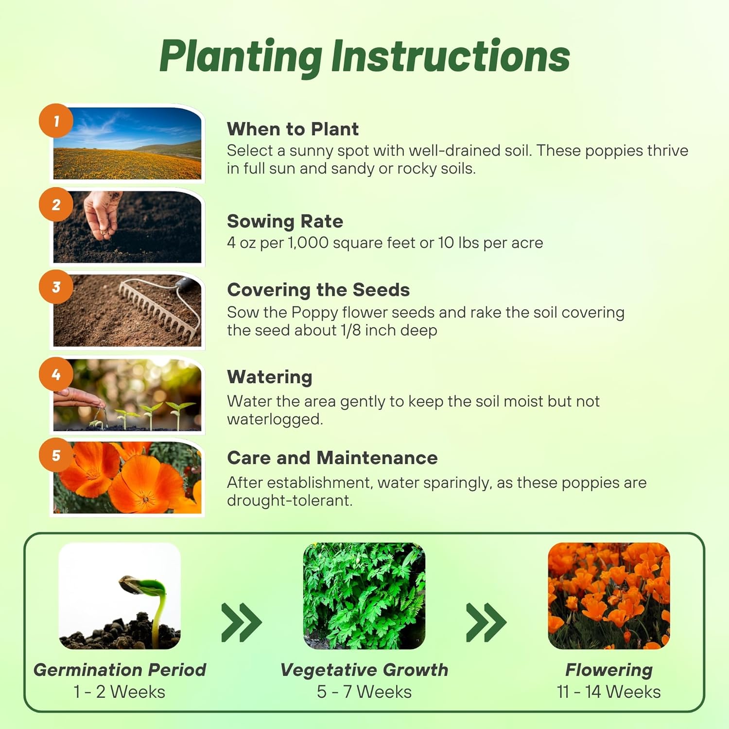 California Poppy Drought Tolerance