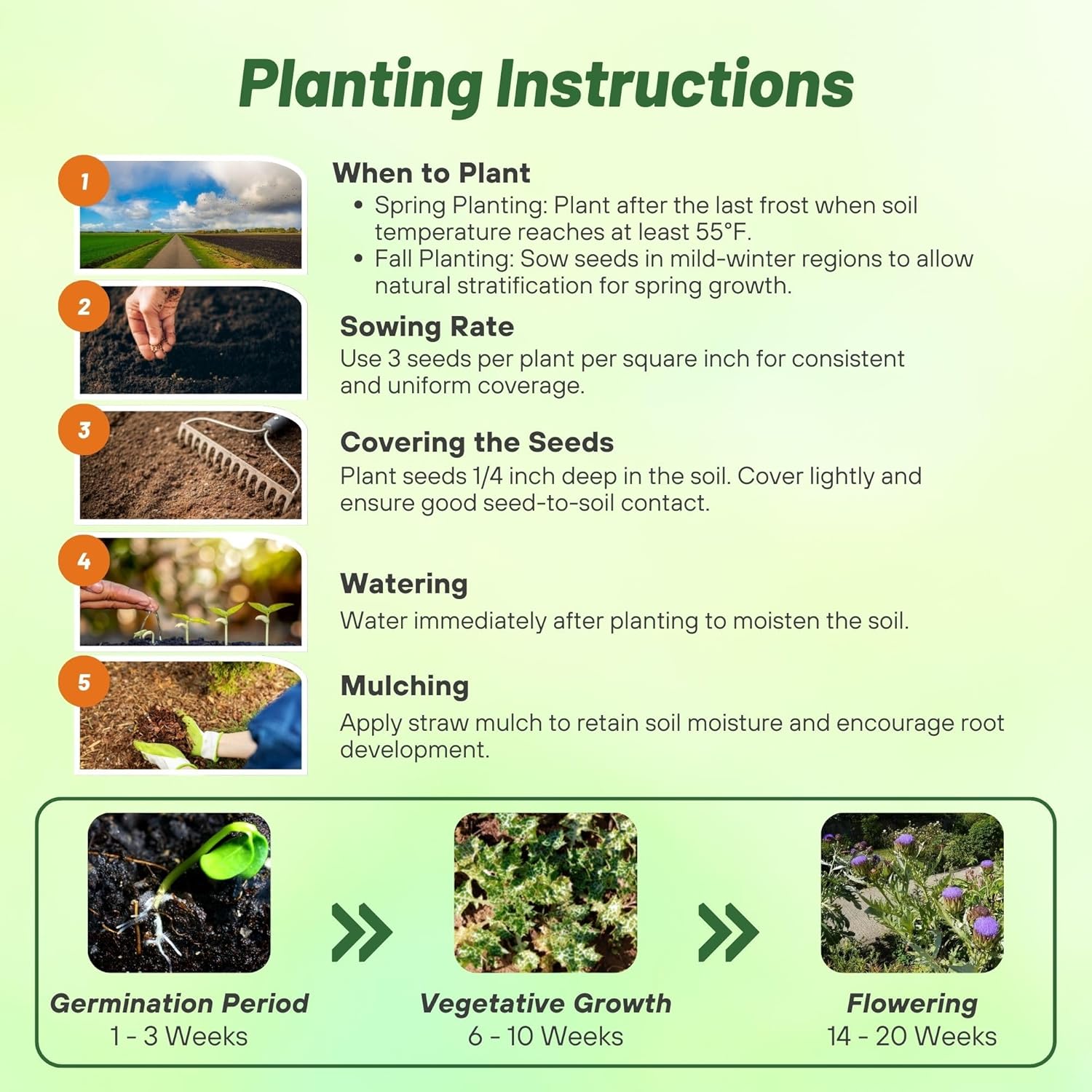 Cardoon Planting Directions