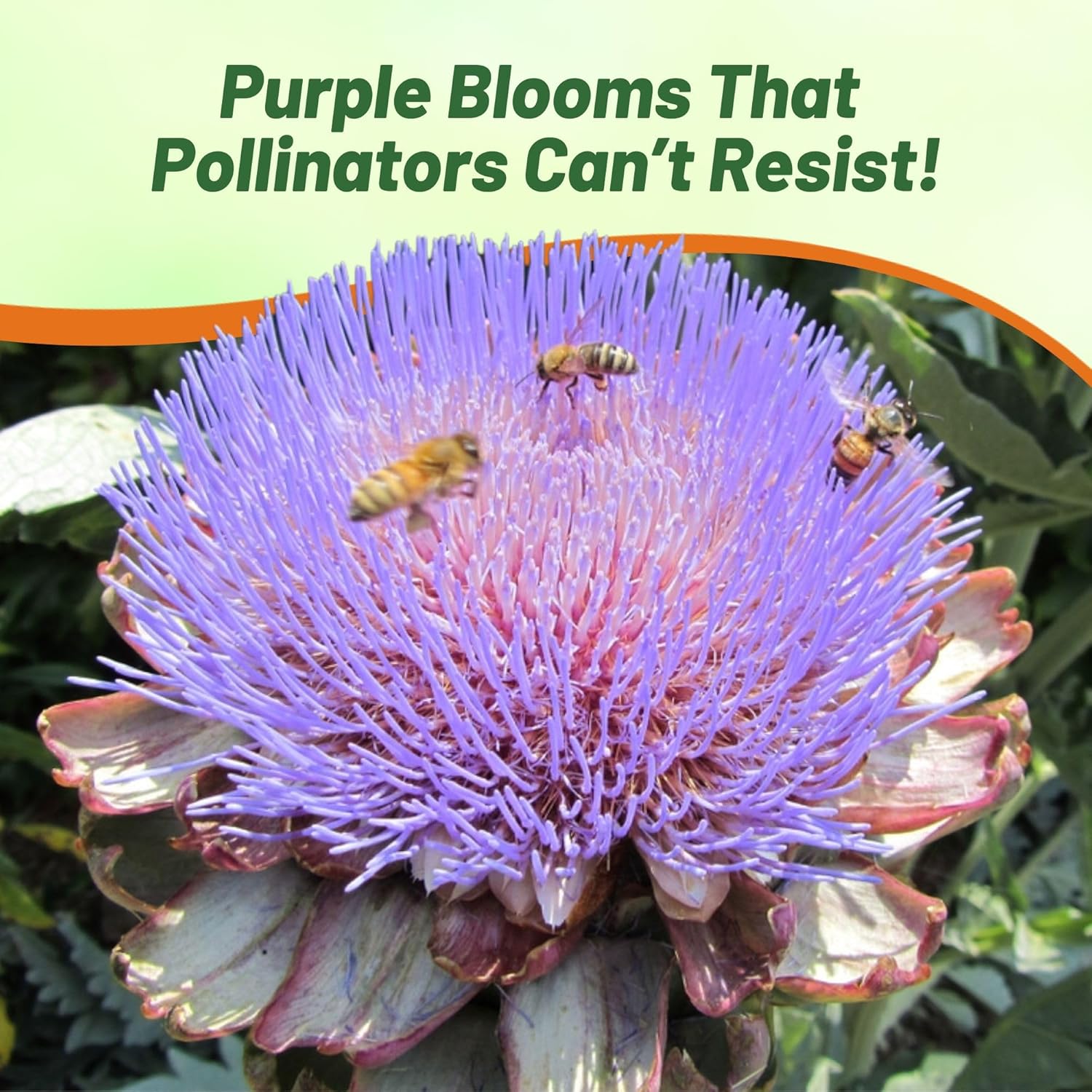 Cardoon Herb Garden